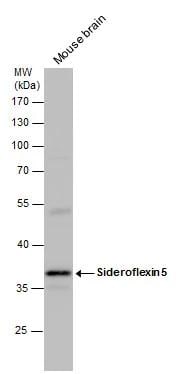 SFXN5 Antibody