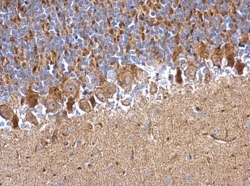 PDDC1 Antibody