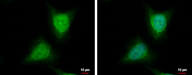 wdyhv1 Antibody
