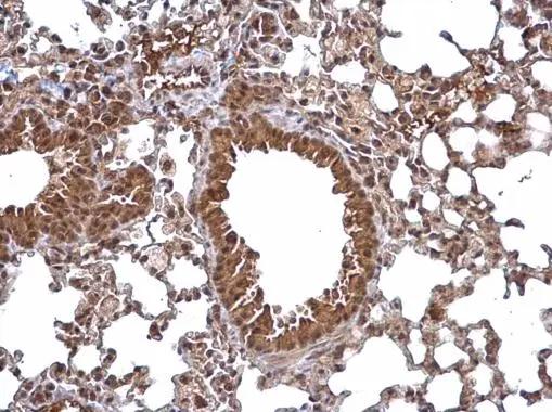 wdyhv1 Antibody