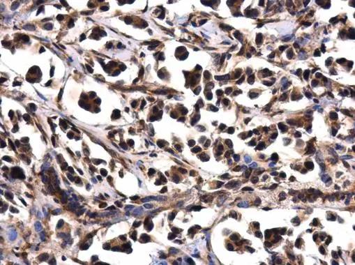 wdyhv1 Antibody