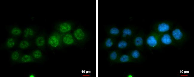 DGCR6L Antibody