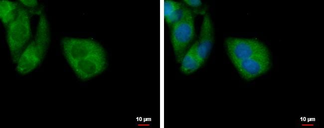 TOMM40L Antibody