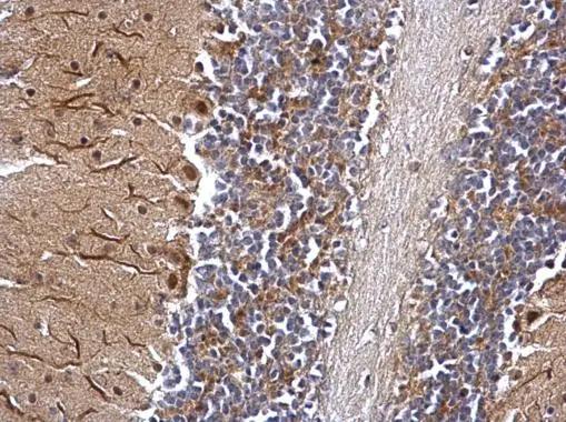 DNTTIP1 Antibody