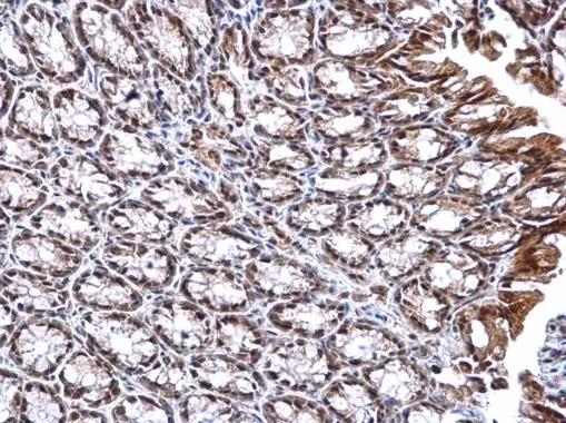DNTTIP1 Antibody