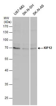 KIF12 Antibody