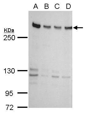 ZNF638 Antibody