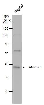 CCDC92 Antibody