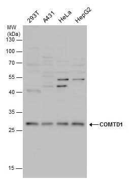 COMTD1 Antibody