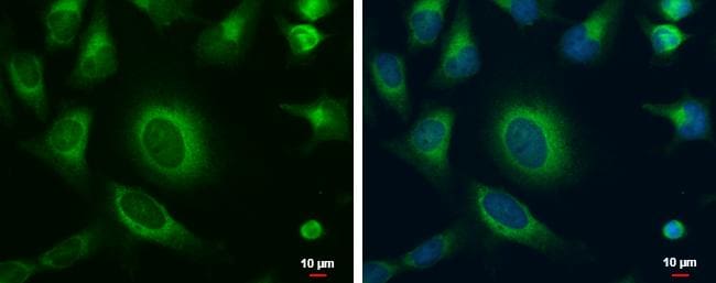 MOSC1 Antibody