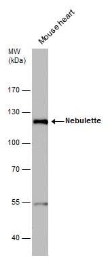 NEBL Antibody