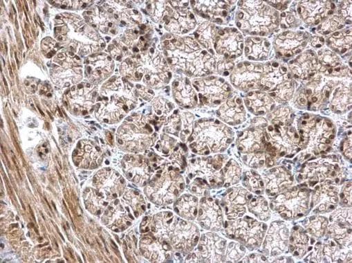 NKAP Antibody