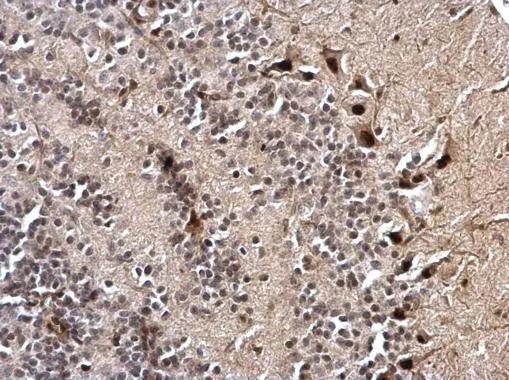 NKAP Antibody
