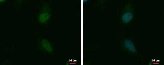 NKAP Antibody