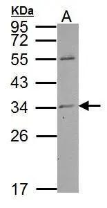 Mover Antibody
