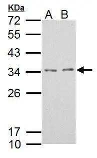 Mover Antibody