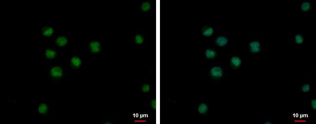 KOX2 Antibody