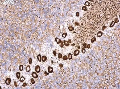 NME4 Antibody