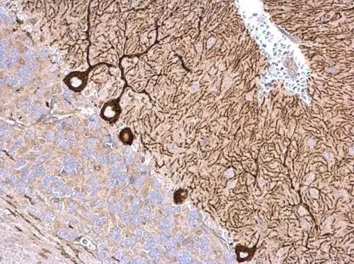 NME4 Antibody