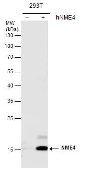 NME4 Antibody