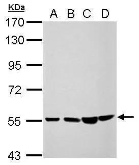 CCDC105 Antibody