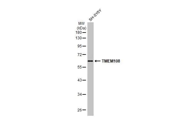 TMEM108 Antibody