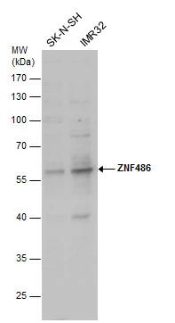 ZNF486 Antibody