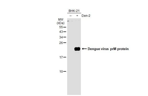 Dengue Virus 2 premembrane (prM) Envelope Antibody