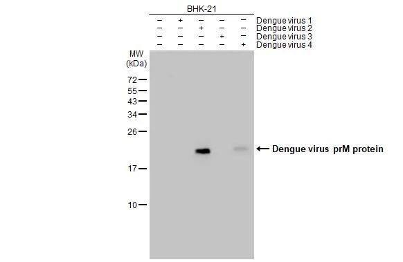 Dengue Virus 2 premembrane (prM) Envelope Antibody