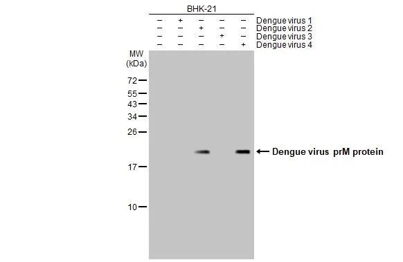 Dengue Virus 2 premembrane (prM) Envelope Antibody