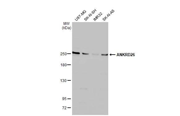 ANKRD26 Antibody