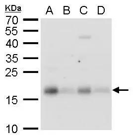 CHAC2 Antibody