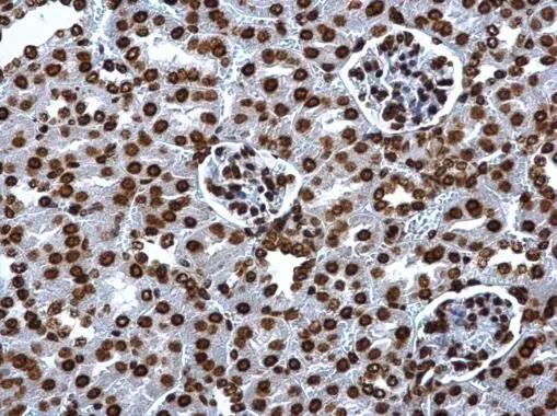 H2A Antibody