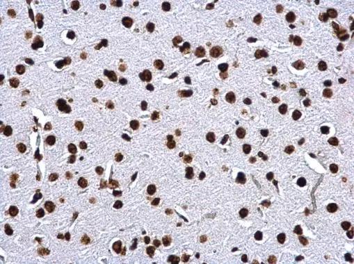H2A Antibody