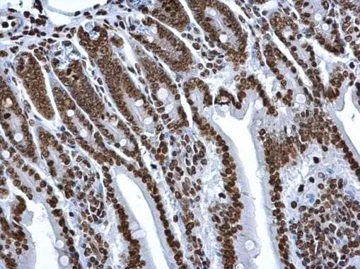 H2A Antibody