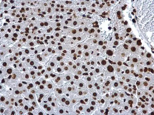 H2A Antibody
