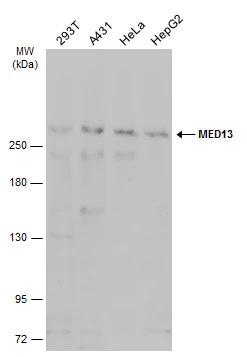 MED13 Antibody