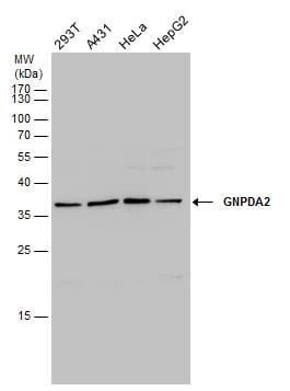 GNPDA2 Antibody