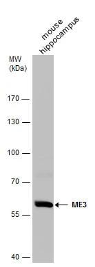 ME3 Antibody