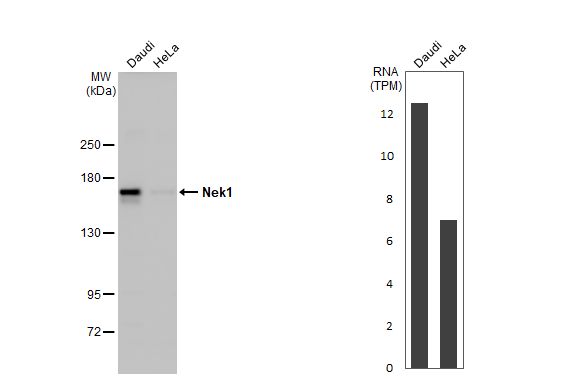 NEK1 Antibody