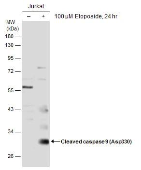 active/cleaved Caspase-9 Antibody