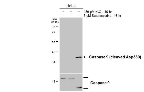 active/cleaved Caspase-9 Antibody