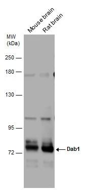 DAB1 Antibody