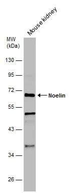 Olfactomedin-1/Noelin-1 Antibody
