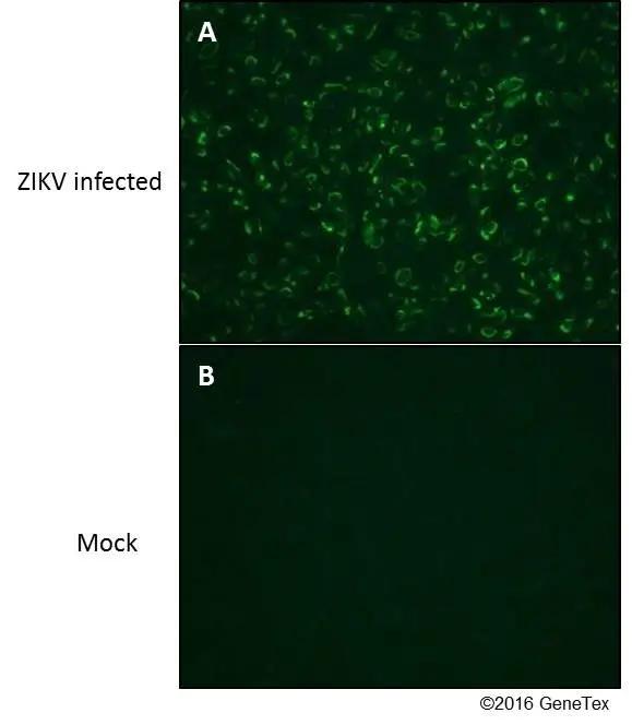 Zika Virus NS1 Antibody