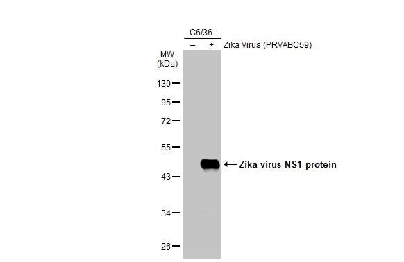 Zika Virus NS1 Antibody