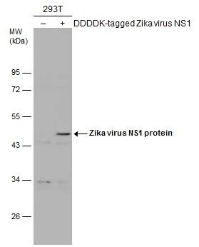 Zika Virus NS1 Antibody