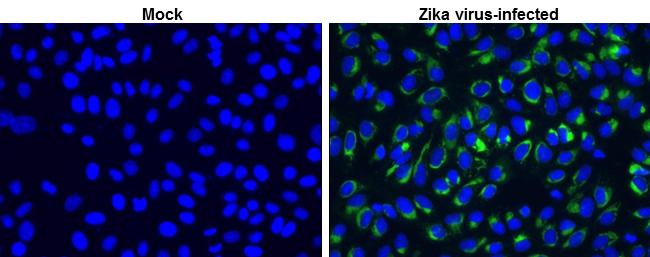 Zika Virus NS1 Antibody