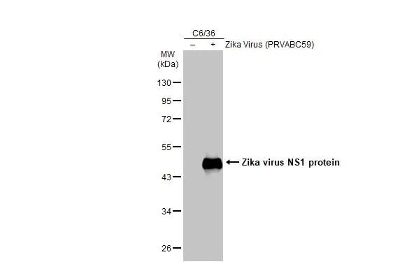 Zika Virus NS1 Antibody