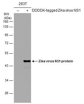 Zika Virus NS1 Antibody
